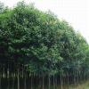 苗木供應(yīng) 馬褂木 三角楓 華山松