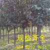 紫葉李 10-22公分規格齊全 樹形優美 分叉點80-1.5m 紅葉李直銷