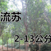 流蘇樹直銷 2-13公分樹干直無偏冠樹形優美 請現場看苗起貨誠信價