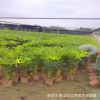 盆苗袋苗規(guī)格齊全 春羽蔓綠絨小天使