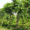 批發(fā)精品小葉香樟樹 大葉香樟樹苗 大小規(guī)格苗木花卉 量優(yōu)價優(yōu)
