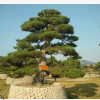 熱銷造型黑松 批發(fā)造型黑松 多年生造型黑松 歡迎實(shí)地考察