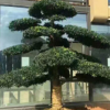 亮毅直銷庭院景觀綠化樹(shù)造型羅漢松 樹(shù)形優(yōu)美 市政園林綠化樹(shù)