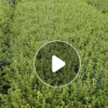 喬木造型羅漢松 自家種植造型羅漢松 各種規(guī)格 價(jià)格優(yōu)惠 歡迎咨詢
