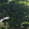 批發(fā)造型楊梅樹(shù) 楊梅自家庭院種植景觀綠化苗木 公園綠化