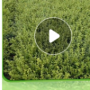 月季花苗 基地直供各規(guī)格月季花苗 25~45別墅庭院綠化工程月季花
