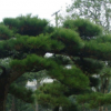 萬(wàn)義苗圃基地造型黑松批發(fā) 供應(yīng)優(yōu)質(zhì)黑松樹(shù) 觀賞植物黑松價(jià)格