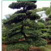 羅漢松綠化苗木盆景產(chǎn)地直銷 工程單價(jià) 松美觀大方 造型羅漢松