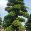 批發羅漢松 庭院別墅行道景觀綠化 造形樁景樹 價格美麗 歡迎咨詢
