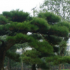 基地批發優質黑松 四季常青黑松樹 工程綠化苗木 黑松價格實惠