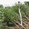 庭院景觀樹桂花樹 湖南苗木基地直供 貨源充足 價格實惠 可批發