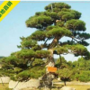 求購造型黑松 迎客松 湖南黑松綠化苗木 園林景觀 自產自銷 價優