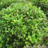 批發桂花苗 庭院觀花植物花香怡人 桂花小苗 規格齊全價格優