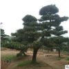 精品造型黑松 別墅庭院景觀松 造型黑松 松園直供 量多優惠