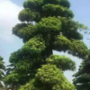 苗木基地供應喬木羅漢松 行道綠化苗木羅漢松 貨源充足 價格實惠