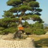 苗圃直銷優質造型黑松 20公分黑松樹 園林綠化風景帶 品種優良