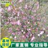 庭院地栽海棠樹苗基地直銷花園園林植物觀花綠化樹苗批發
