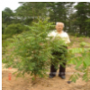 印楝樹、印楝種苗、印楝