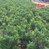 四季杜鵑紅山茶盆栽批發 帶花苞紅山茶樹苗 四季開花不斷四季常綠