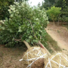 基地專供各種規(guī)格紫玉蘭白玉蘭 量大優(yōu)惠嬌紅一號玉蘭樹