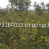 合作社供應(yīng)批發(fā)大量?jī)?yōu)質(zhì)八月桂花苗及丹桂苗