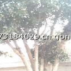 供應(yīng)優(yōu)質(zhì)桂花樹(shù)