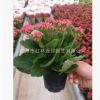 基地批發(fā) 長壽花觀葉植物花卉小盆栽創(chuàng)意綠植 室內(nèi)凈化多肉類盆栽