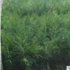 園藝場批發(fā)出售側柏苗 工程綠化側柏苗易成活易管理品種保障