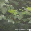 園林綠化工程苗木馬褂木行道林蔭風景樹落葉喬木鵝掌楸江蘇馬褂木