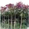 廠家基地直銷(xiāo) 紅葉椿 綠化工程苗木 紅葉椿 常年批發(fā)
