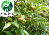 軟枝山茶