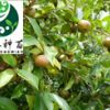 軟枝山茶