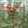 果樹苗