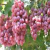 果樹苗 提子樹苗 紅提葡萄樹苗