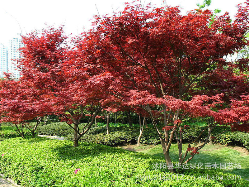 美國紅楓