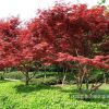 美國紅楓