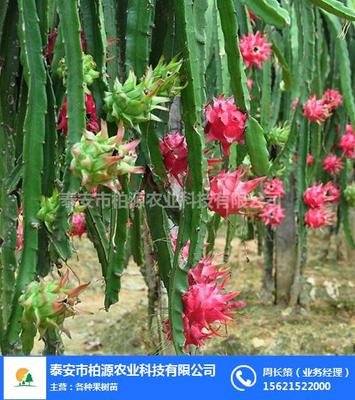 火龍果