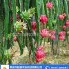 火龍果