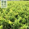 金森女貞