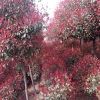 紅葉石楠