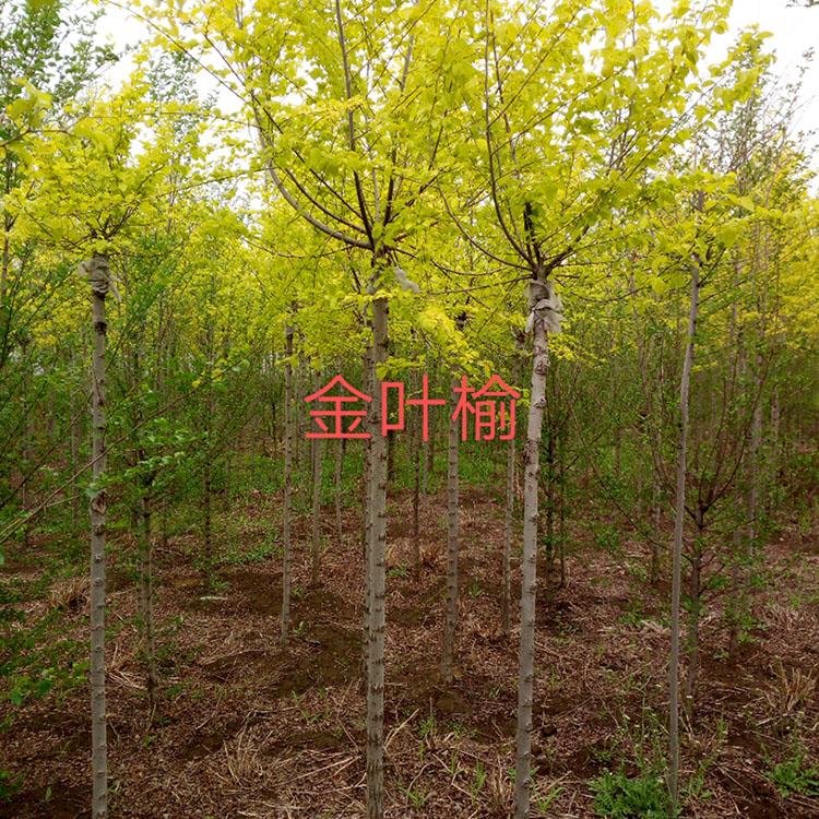 金葉榆