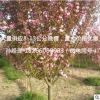 苗圃批發櫻花樹苗重瓣日本晚櫻小苗早櫻綠化樹苗當年開花8-13公分