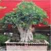 苗圃直銷1-20公分大果甜石榴樹苗批發果樹苗木盆景石榴樹樁盆景