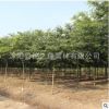 批發(fā)櫸樹(shù)樹(shù)苗行道庭蔭樹(shù) 紅櫸木苗 園林工程綠化櫸樹(shù)苗木規(guī)格齊全