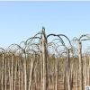 龍抓槐樹(shù)苗批發(fā) 園林綠化苗木庭院綠化 龍抓槐苗行道觀(guān)葉植物