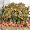 廣玉蘭樹(shù)苗批發(fā) 園林綠化苗木廣玉蘭花苗 庭院觀(guān)賞綠植玉蘭樹(shù)苗