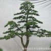 供應(yīng)樹木盆景 綠化造型羅漢松 五針?biāo)?榆樹 庭院景觀大樹