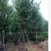 宮粉紫荊大量現貨供應 胸徑15公分宮粉紫荊樹苗