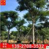 廣東綠化樹苗 鳳凰木全冠假值苗 苗木基地直銷鳳凰樹