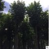 火焰木樹苗 米徑18公分火焰樹 廣東綠化市政工程樹苗
